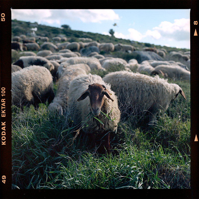 Sheep in herd looking at camera