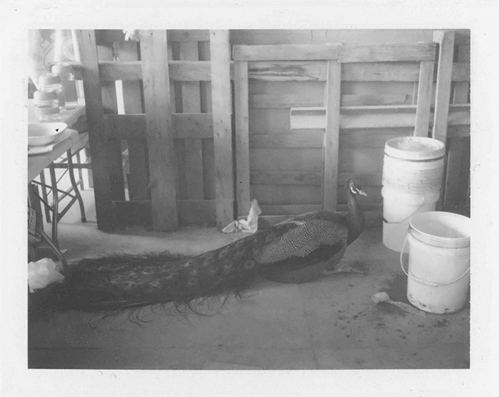 Black and White polaroid of peacock sitting on ground