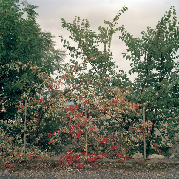 Untitled #1 Sukun
