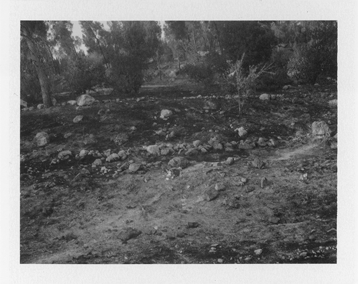 Black and white polaroid of burned forest