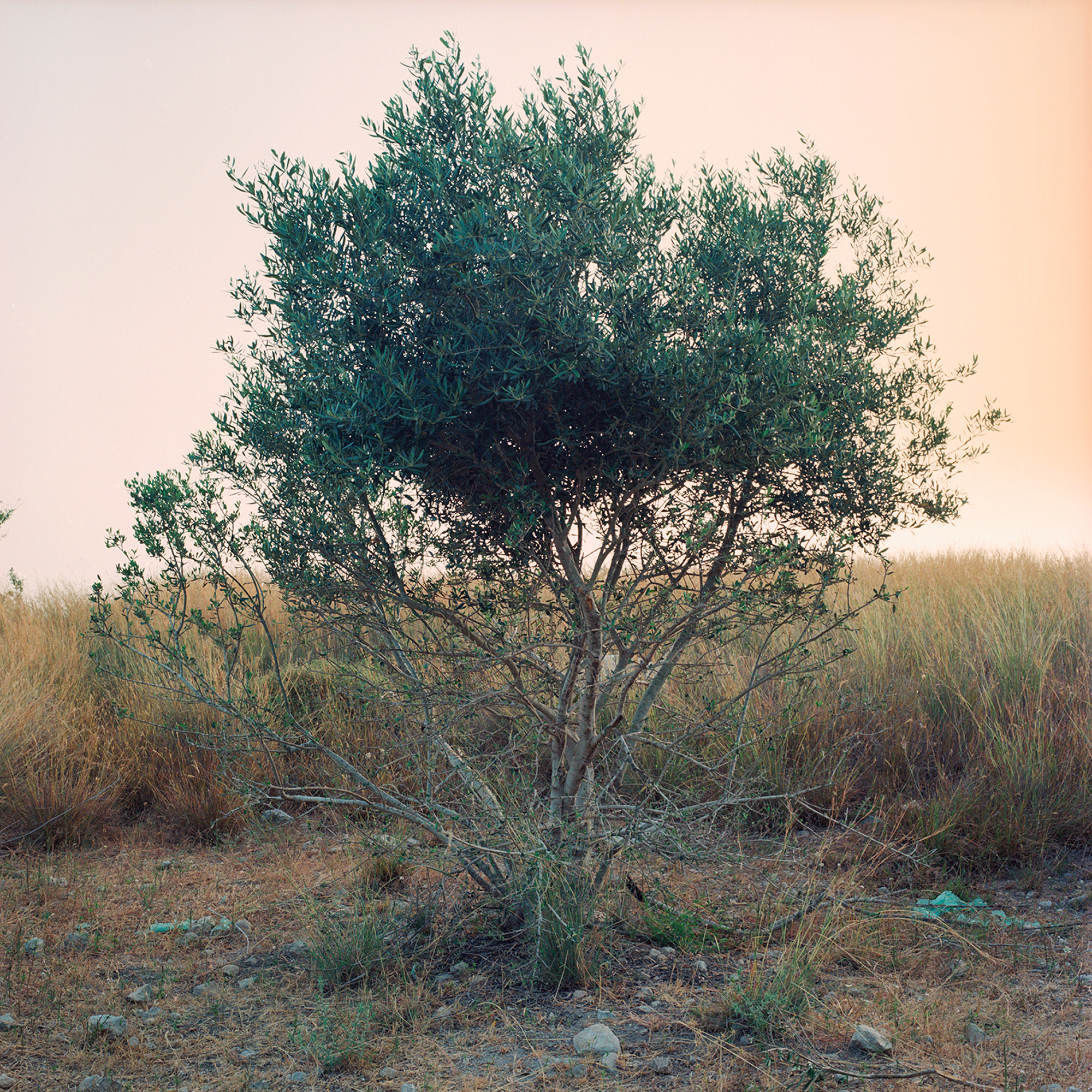 Olive Tree set against orange skies and yellow weeds