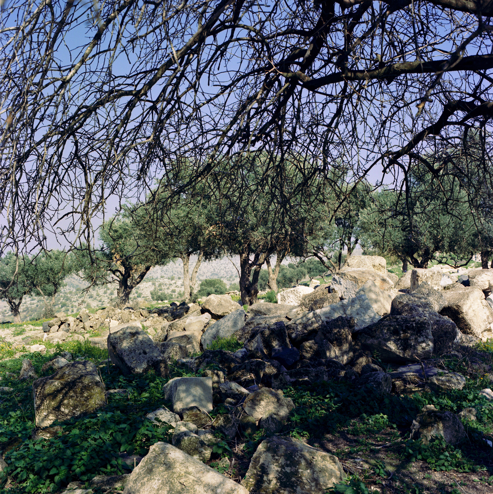 Olive trees and scattered boulders on a hillside