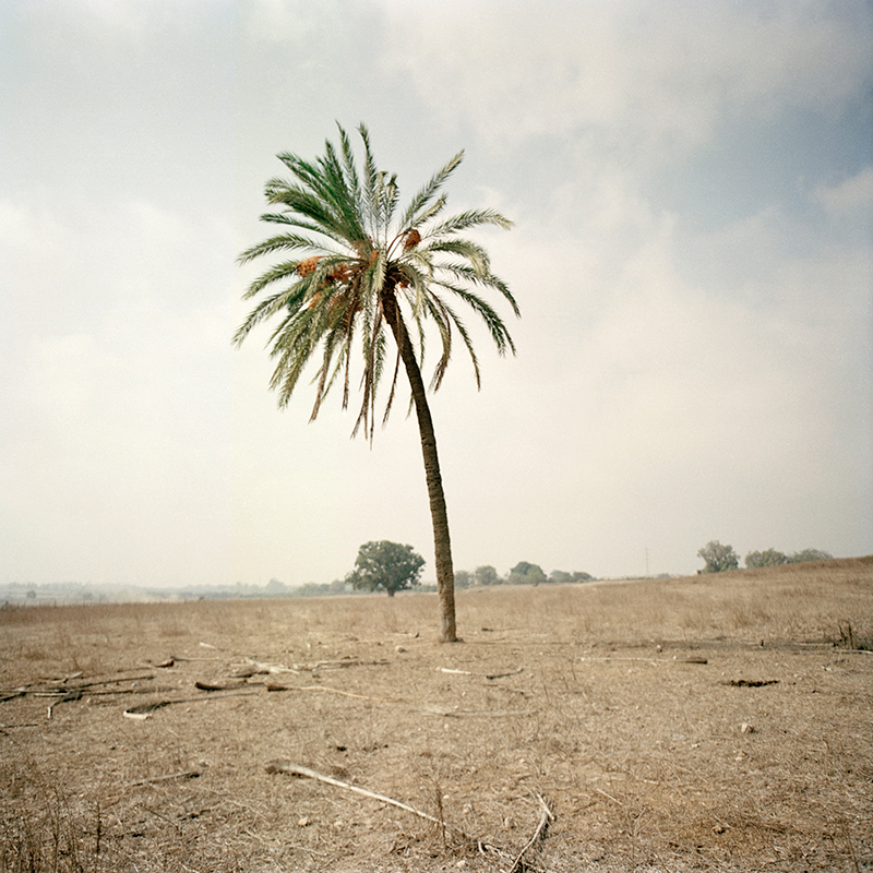 Lone palm tree in a barren field