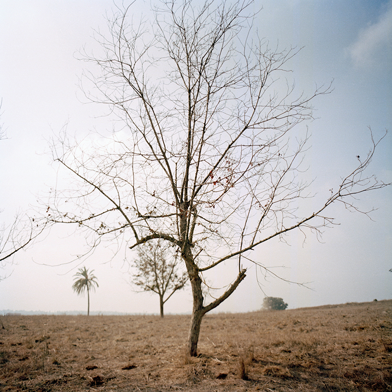Leafless tree standing in barren field