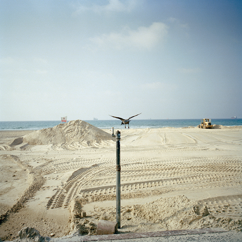 Crow mid-flight on the sandy beaches of Ashdod city