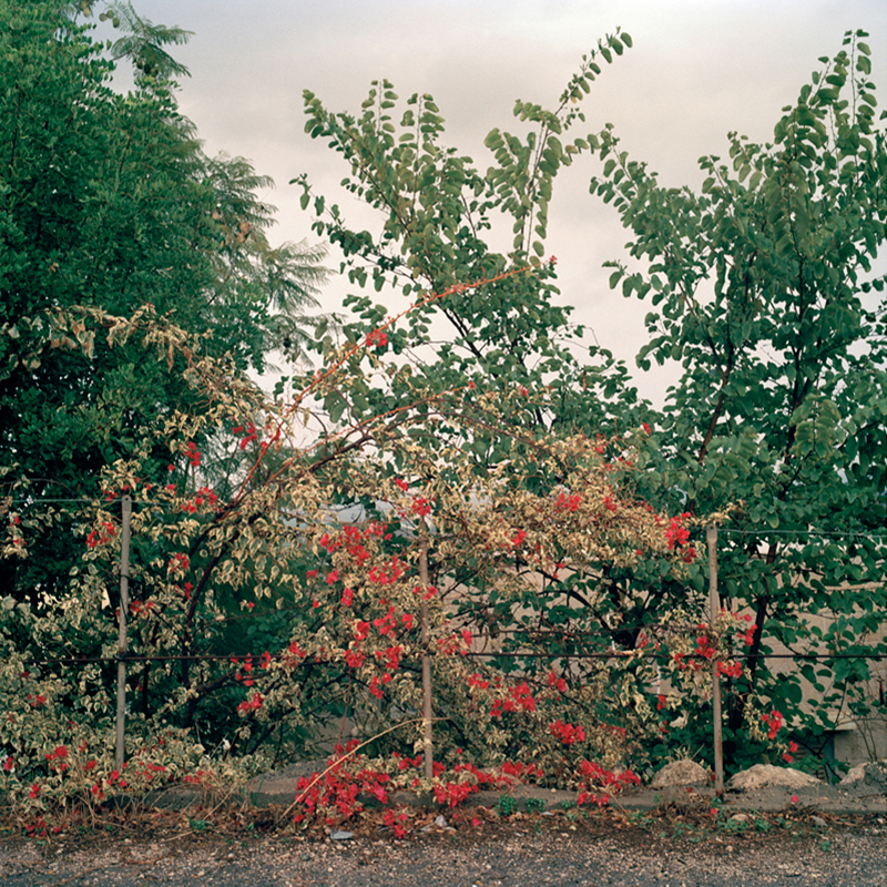 Fuchsia colored bougainvillea and green leafed trees against grey skies