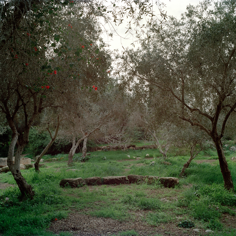 Empty olive tree park with arc shape stones