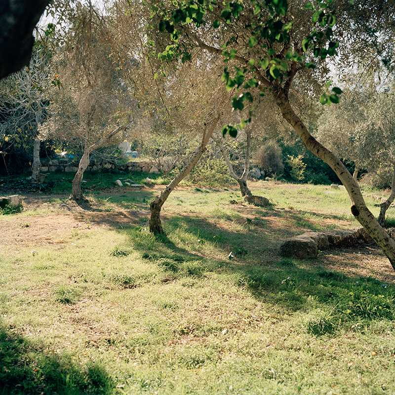 Sun filled olive tree orchard